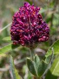 Trifolium alpestre. Верхушка побега с отцветающим соцветием. Крым, Южный Берег, окр. с. Лучистое, гора Южная Демерджи, луг на склоне. 03.06.2024.