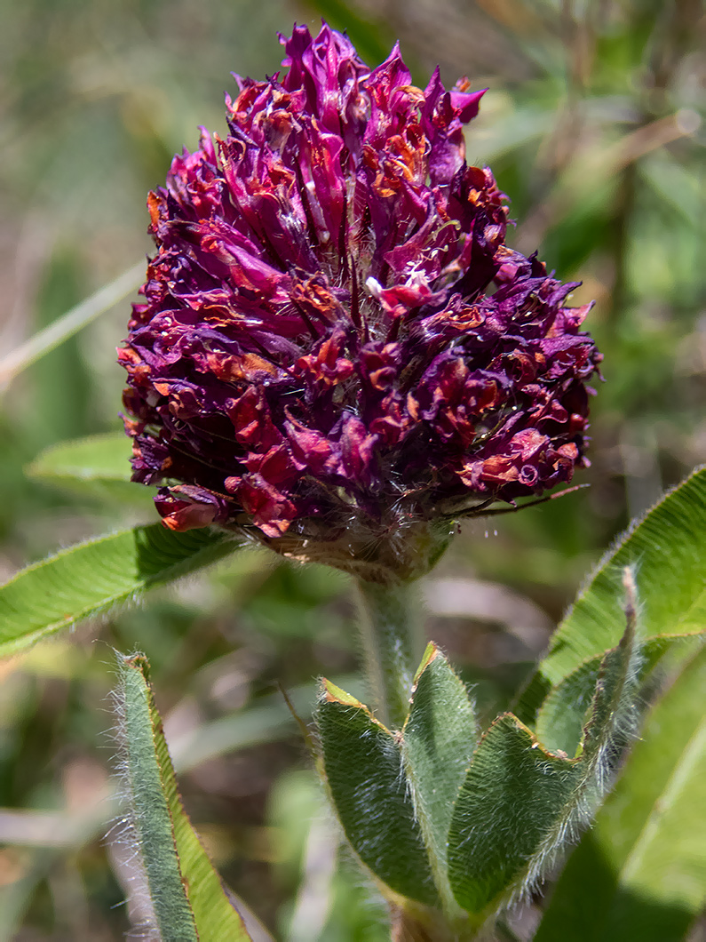 Изображение особи Trifolium alpestre.