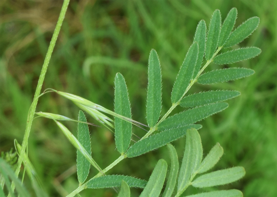 Изображение особи Astragalus campylotrichus.