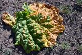 Rheum tataricum. Лист заканчивающего вегетацию растения. Казахстан, Алматинская обл., горы Богуты, кальдера палеовулкана Бетпак, чёрные вулканические пестроцветы. 8 мая 2024 г.