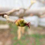Corylus avellana