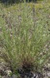 Artemisia commutata