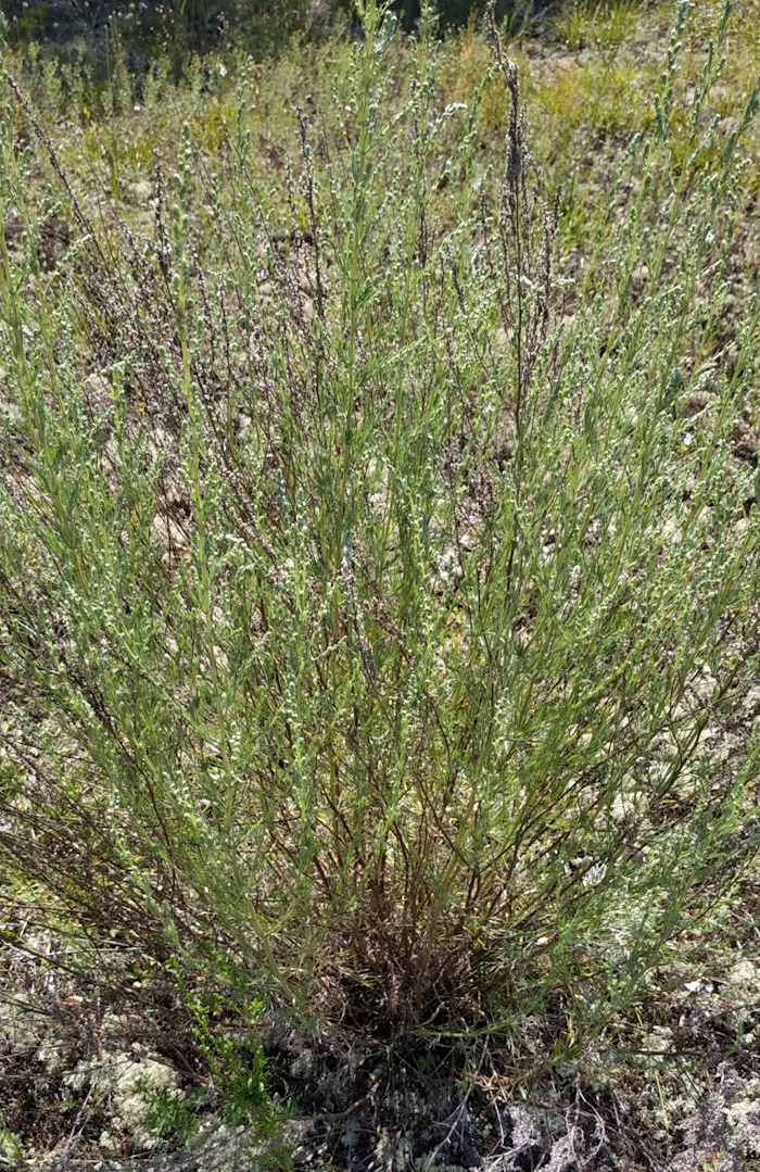 Изображение особи Artemisia commutata.