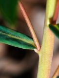 Смотреть изображение Euphorbia leoncroizatii