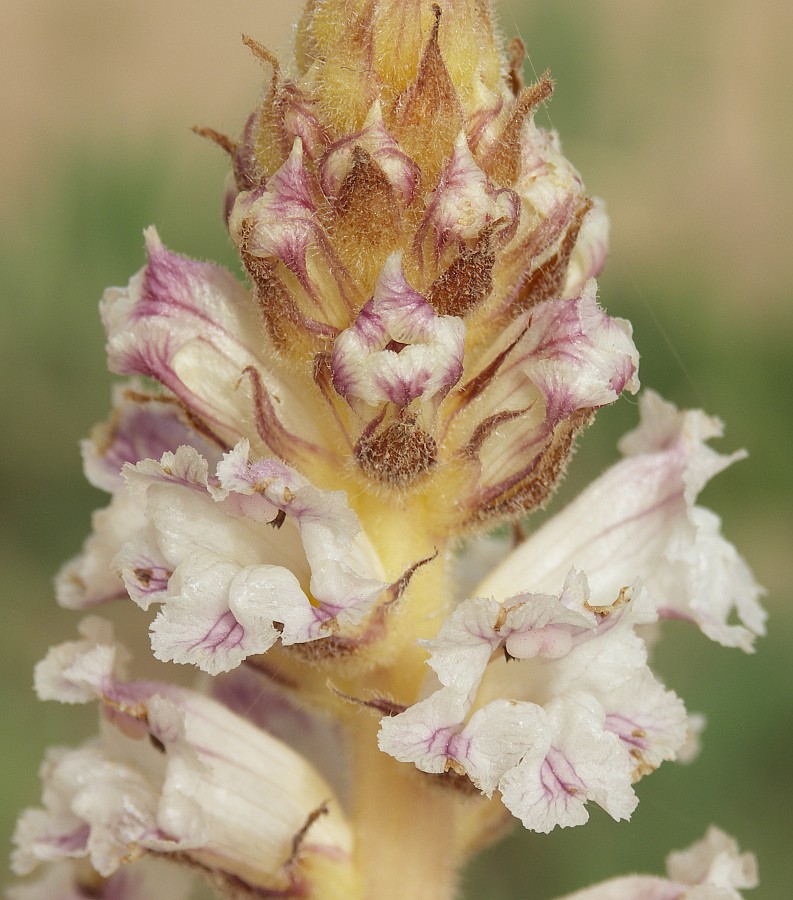 Image of Orobanche crenata specimen.