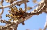 Смотреть изображение Fraxinus sogdiana