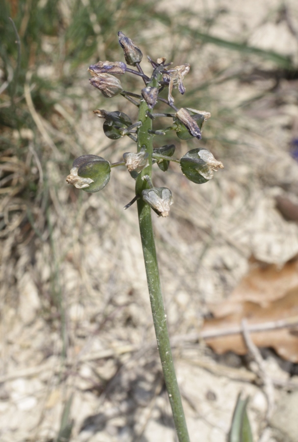 Image of Muscari armeniacum specimen.