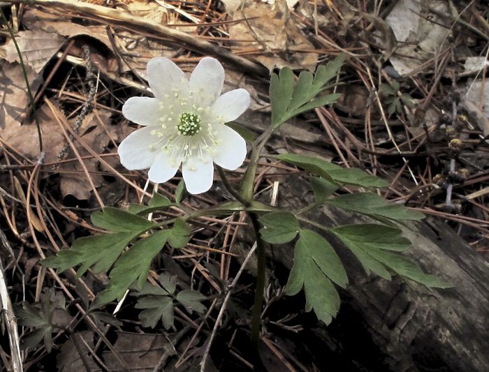 Image of Anemone amurensis specimen.