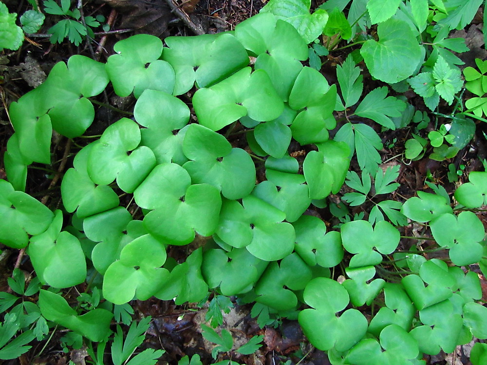 Image of Hepatica nobilis specimen.