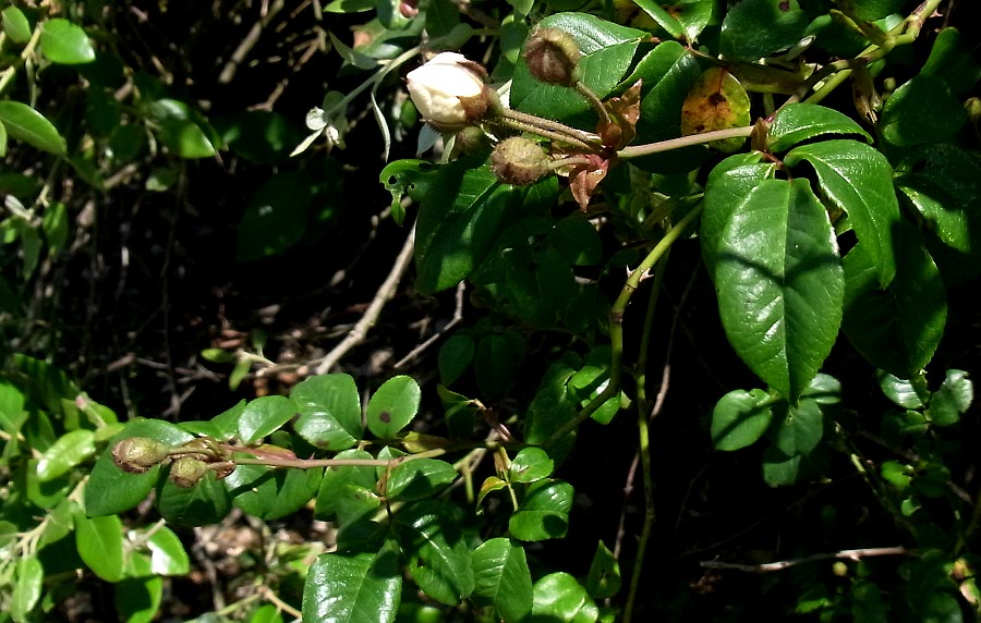 Image of Rosa sempervirens specimen.