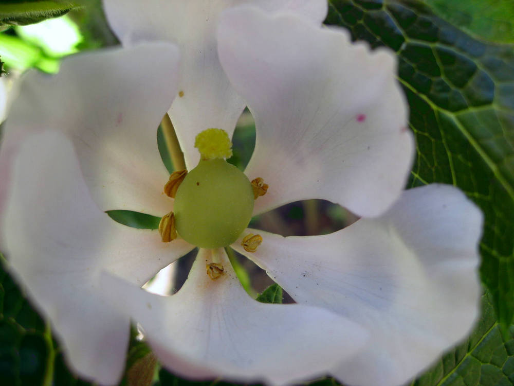 Image of Sinopodophyllum hexandrum specimen.