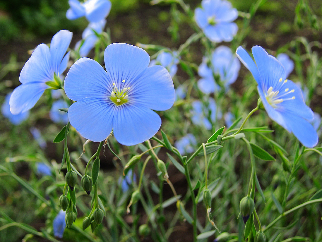 Image of genus Linum specimen.