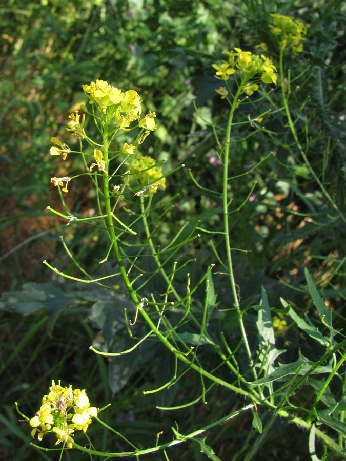 Image of Sisymbrium loeselii specimen.