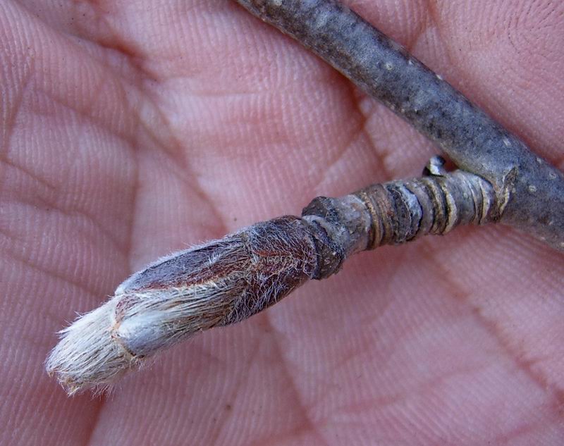 Image of Sorbus aucuparia specimen.