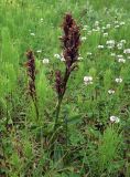 Dactylorhiza psychrophila. Плодоносящее растение. Кольский п-ов, Восточный Мурман, Дальние Зеленцы. 22.07.2011.