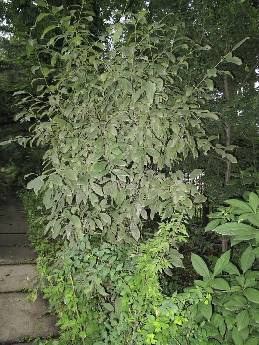 Image of Rhamnus ussuriensis specimen.