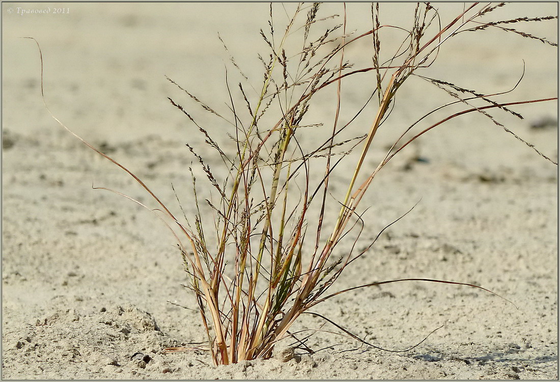 Image of Eragrostis amurensis specimen.