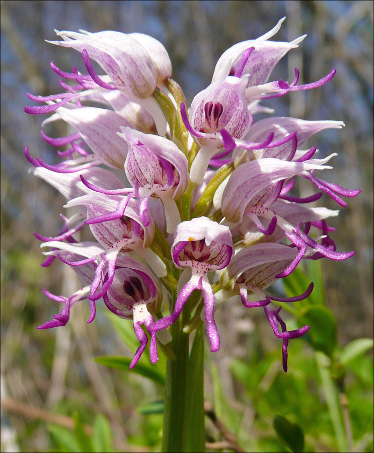 Image of Orchis simia specimen.