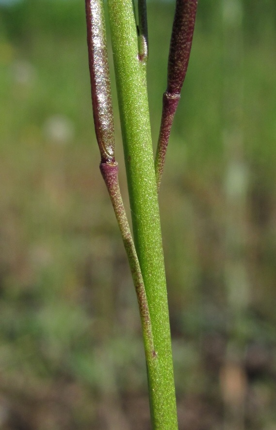 Image of Arabis borealis specimen.