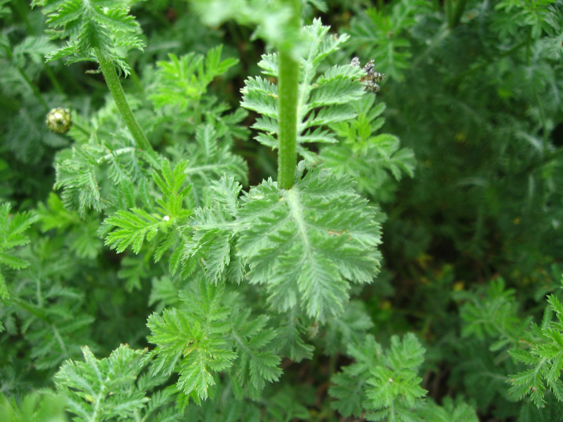 Image of Anthemis melanoloma specimen.