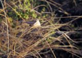Lygeum spartum. Сохранившиеся после опадания семян чешуйки на высохших цветоносах. Испания, Наварра, биосферный заповедник Барденас Реалес (Bardenas Reales). 10 декабря 2011 г.