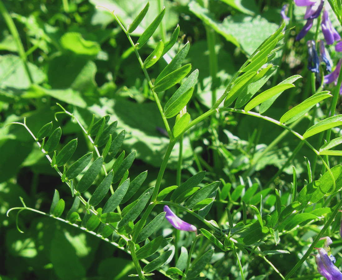 Image of Vicia tenuifolia specimen.