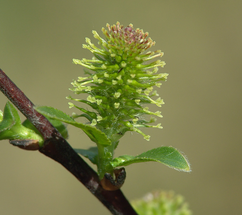 Изображение особи Salix myrsinifolia.