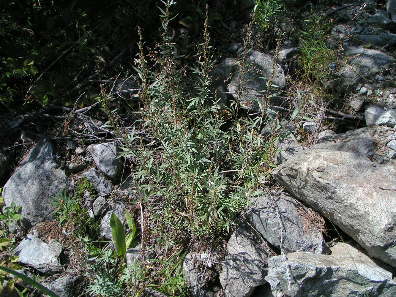 Изображение особи Artemisia leucophylla.