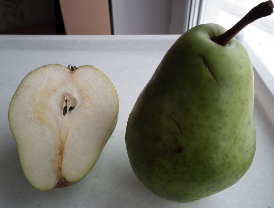 Image of Pyrus communis specimen.