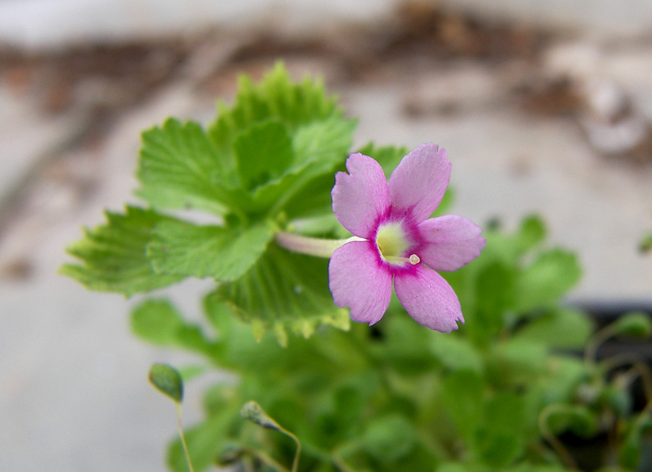 Изображение особи Dionysia involucrata.