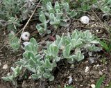 Helichrysum arenarium. Отрастающие молодые побеги. Крым, Симферополь, Марьино, степной склон. 14 апреля 2012 г.