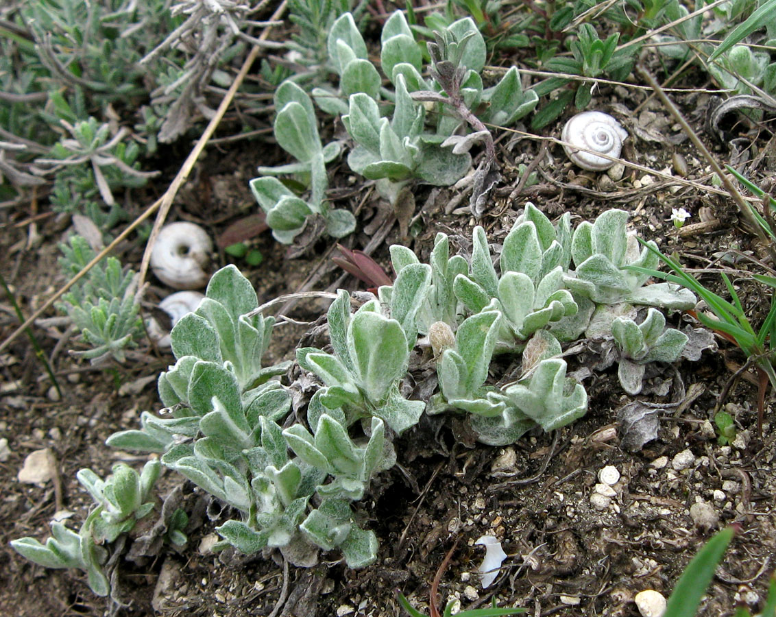 Image of Helichrysum arenarium specimen.