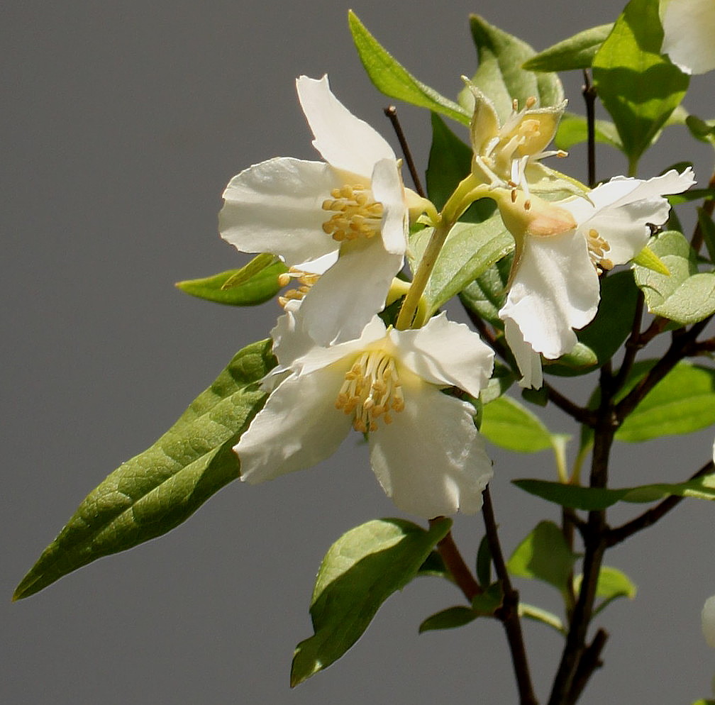 Image of Philadelphus &times; lemoinei specimen.