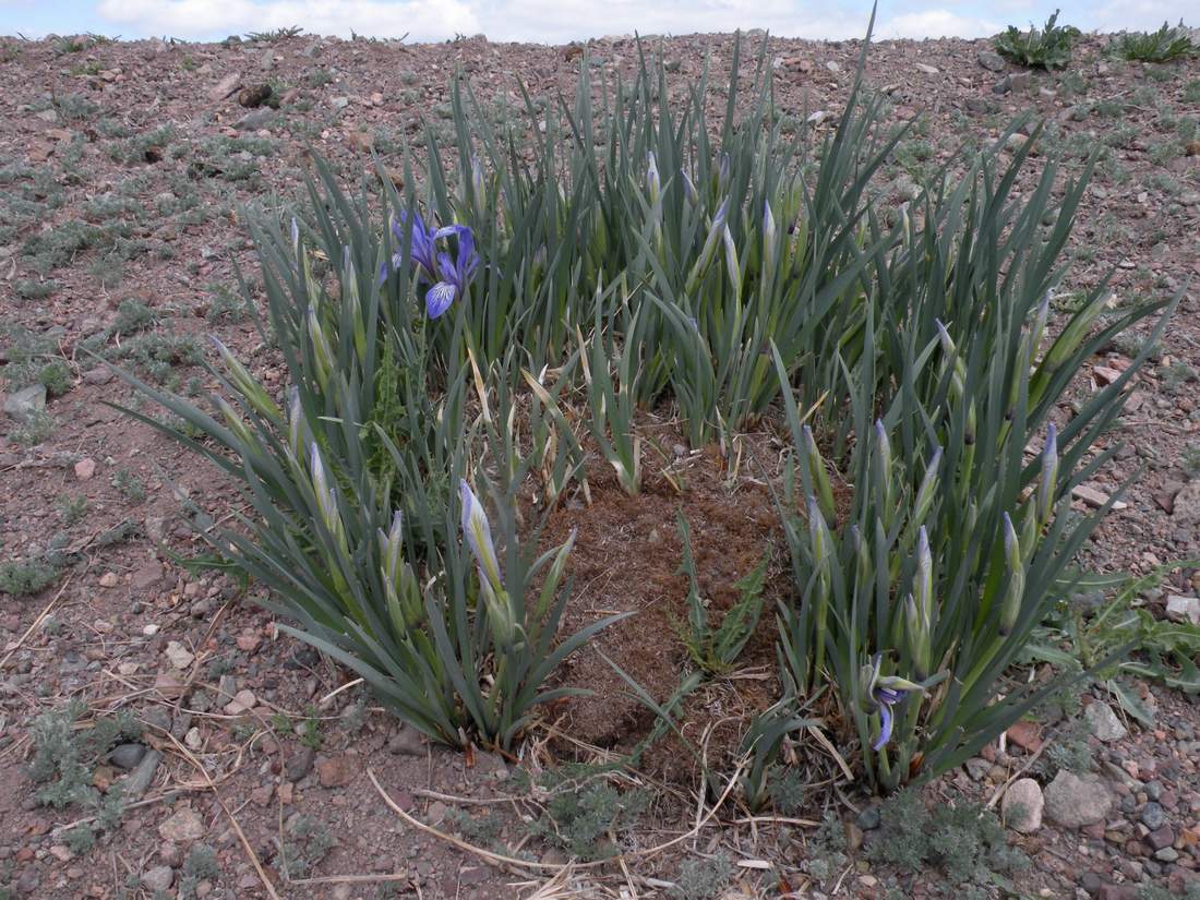 Image of Iris pallasii specimen.