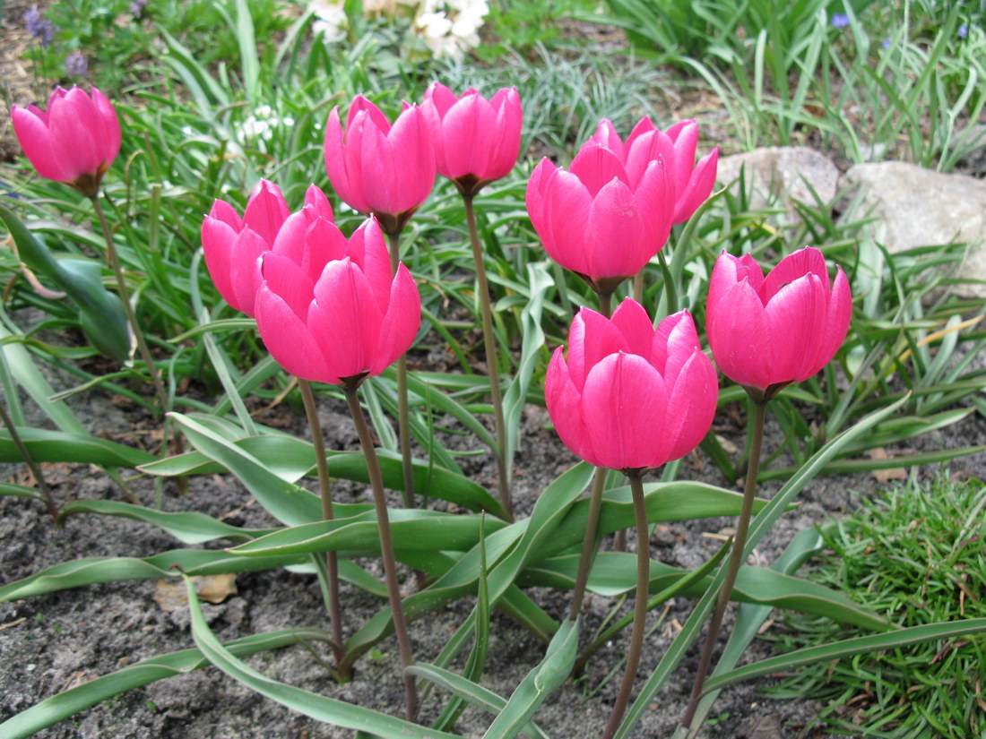 Изображение особи Tulipa humilis.