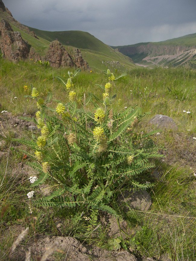 Image of Astragalus maximus specimen.