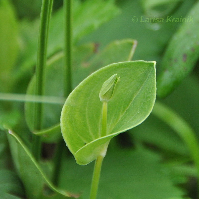 Изображение особи Parnassia palustris.