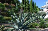 Agave americana