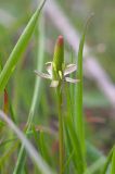 Image of taxon representative. Author is Владимир Савчук