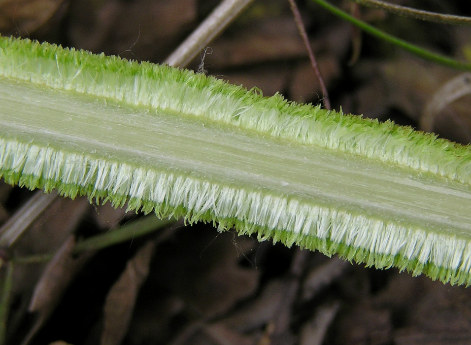 Изображение особи Typha latifolia.