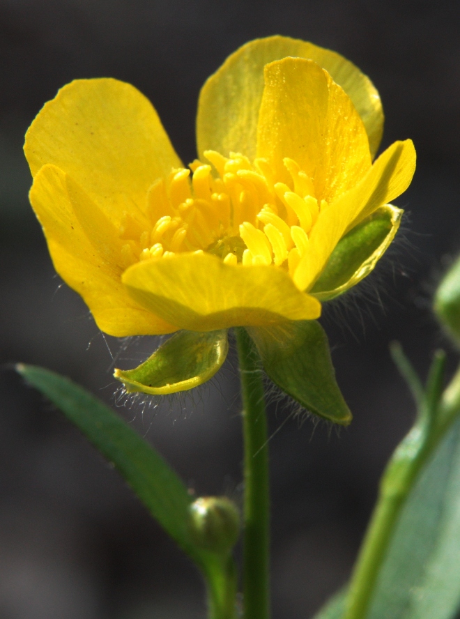 Image of Ranunculus constantinopolitanus specimen.