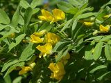 Caragana arborescens. Побег с цветками. Санкт-Петербург. 26 мая 2009 г.