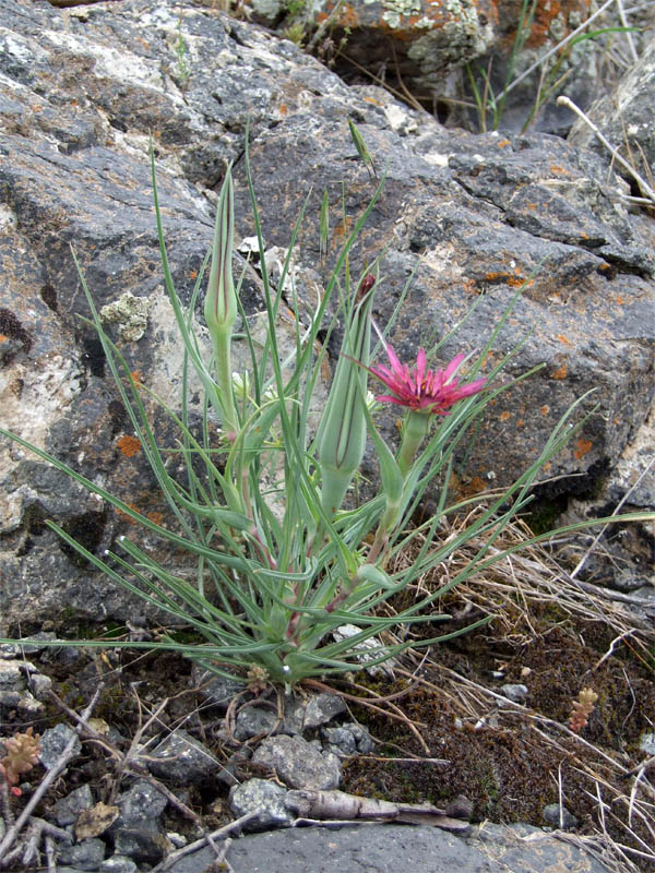 Image of Tragopogon coloratus specimen.