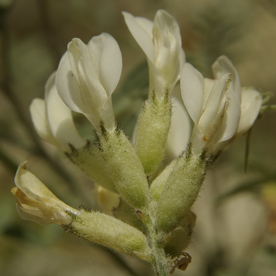 Image of Astragalus glaucus specimen.