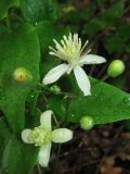 Clematis vitalba. Часть соцветия с цветками и бутонами. Крым, Белогорский р-н, окр. с. Земляничное, у дороги. 23 июня 2013 г.