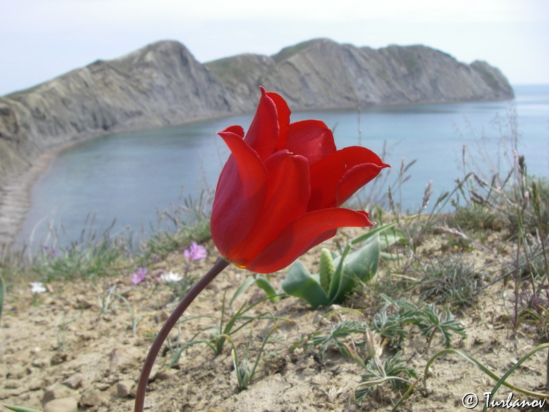 Изображение особи Tulipa suaveolens.