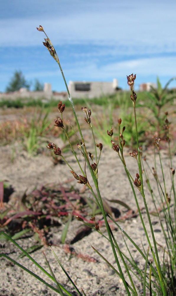 Image of Juncus nodulosus specimen.