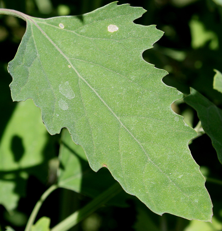 Изображение особи Chenopodium giganteum.