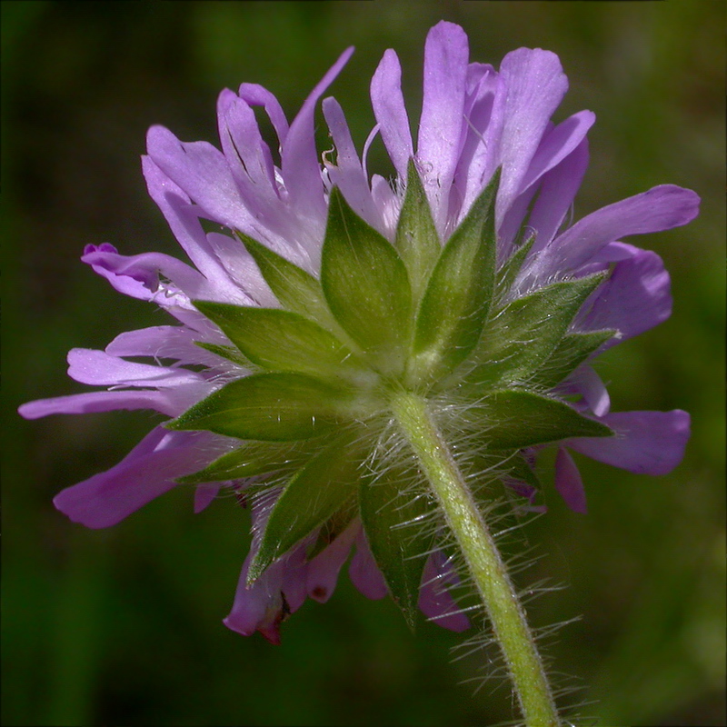 Image of Knautia arvensis specimen.