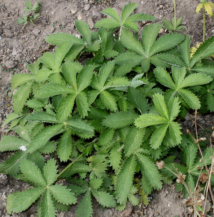 Изображение особи Potentilla thurberi.